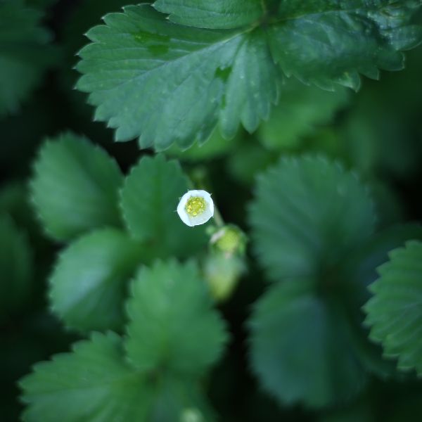 Close up of flower