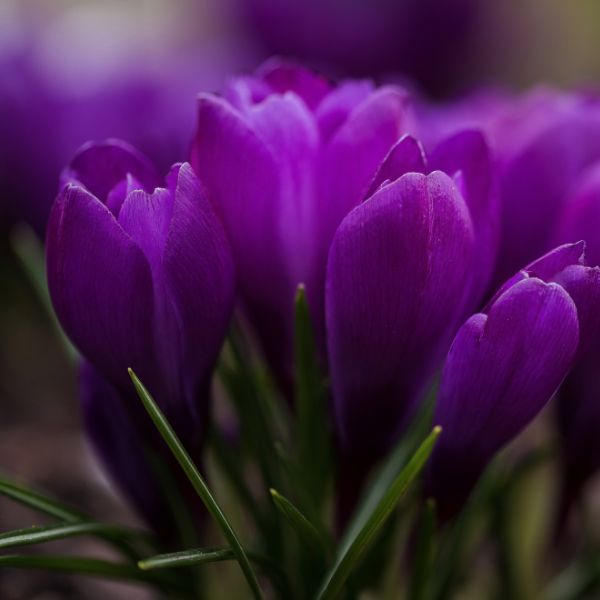 Close up of purple flowers