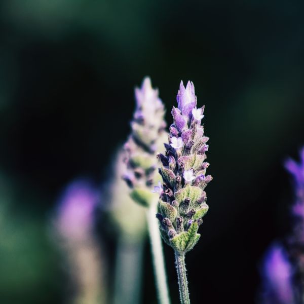 Close up of flower