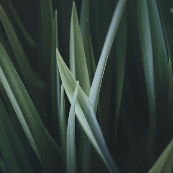 Close up of blades of grass