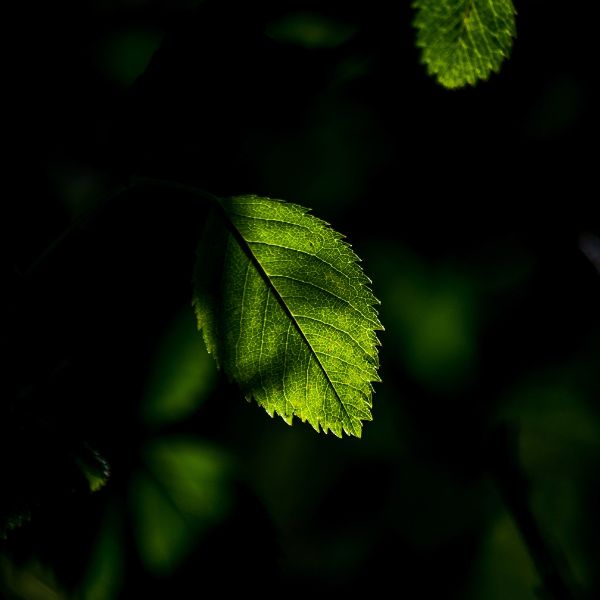 Leaves in the shade