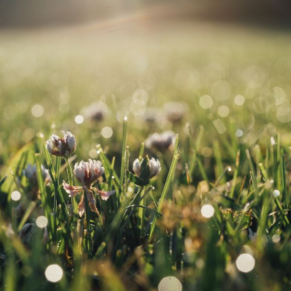 Close up of grasses and flowers