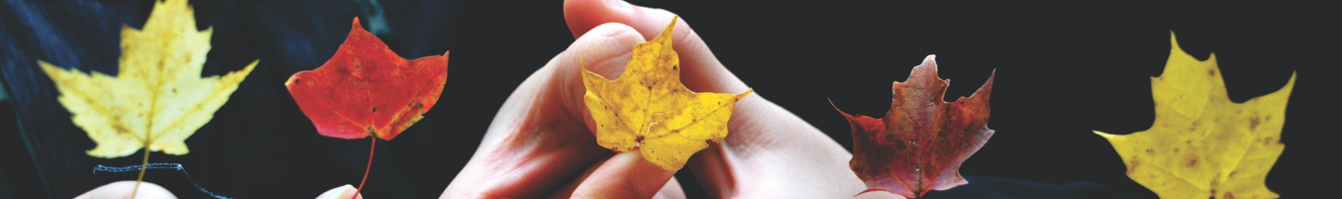 Coloured leaves