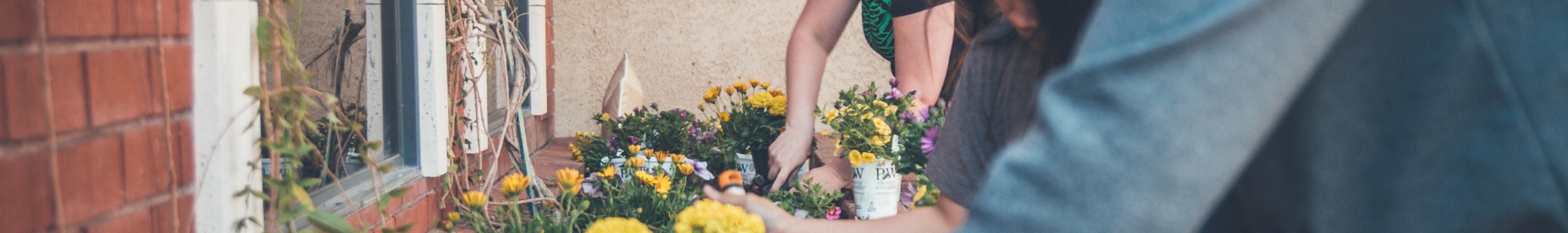 Flowers in pots