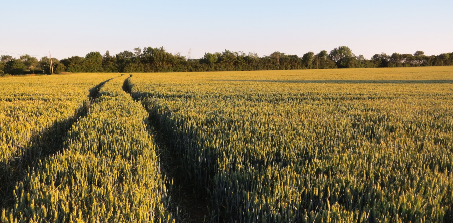 Field of crops