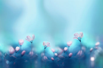 Soft focus image of flowers