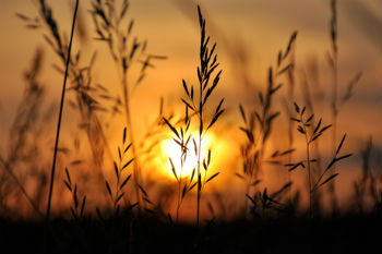 Grass in sunlight