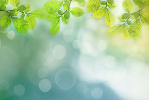 Soft focus image of leaves