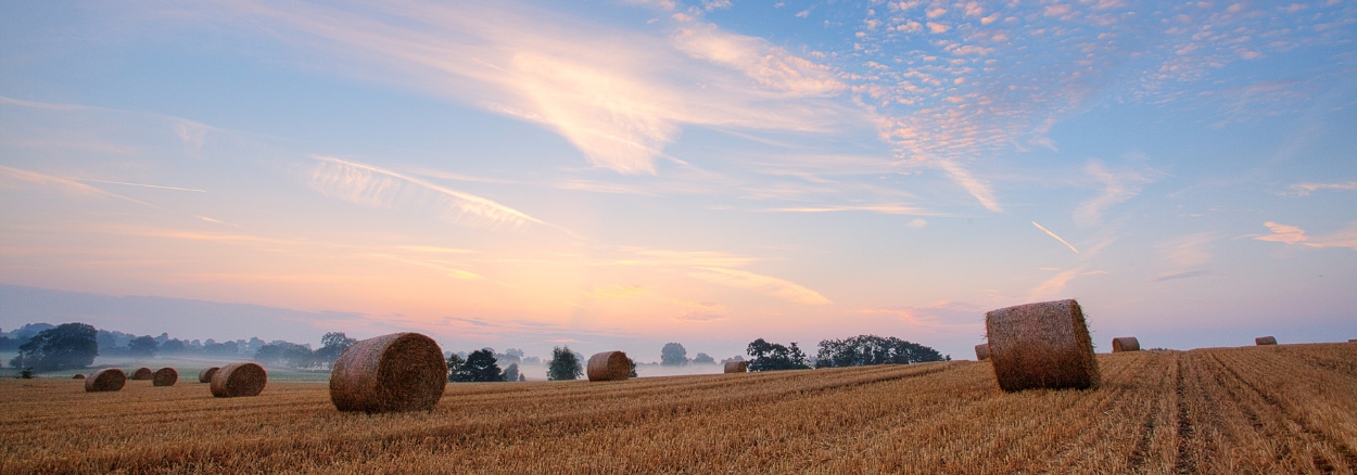 Harvested field