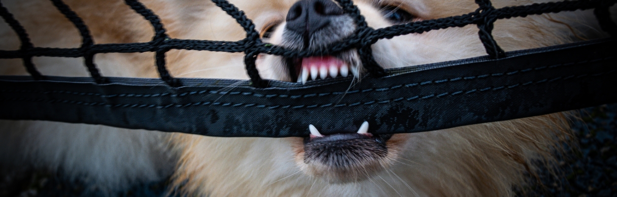 Aggressive dog